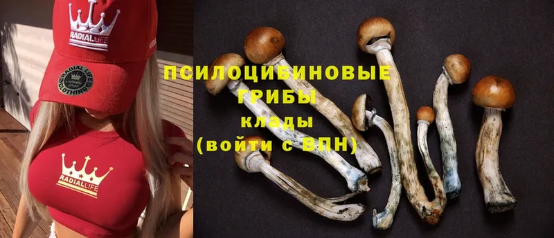 что такое наркотик  Агидель  Псилоцибиновые грибы Cubensis 